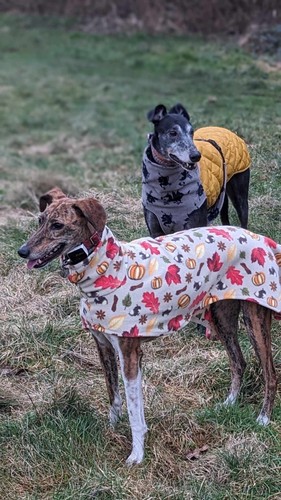 Leaves fleece dog coat - 30”,