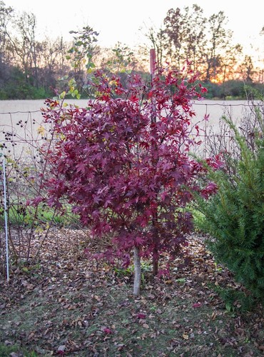 Acer palmatum bloodgood - acer, /