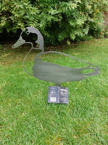 Mallard duck ground - duck, spike