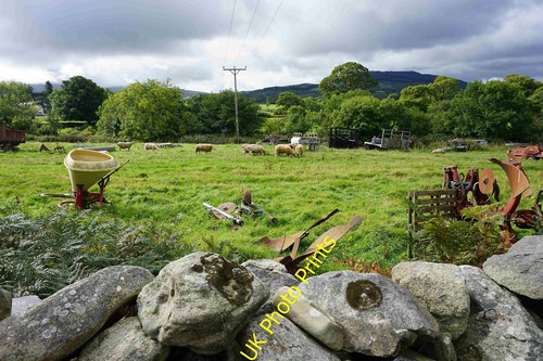 Photo 12x8 sheep - 12x8,