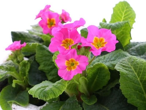 Polyanthus rose boxed bedding - rose,