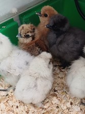 box of 6 Silkie eggs (Good