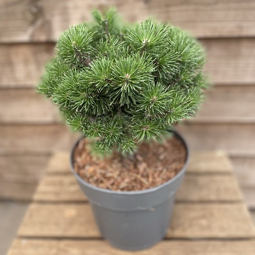 Pinus mugo mops dwarf - pinus, |