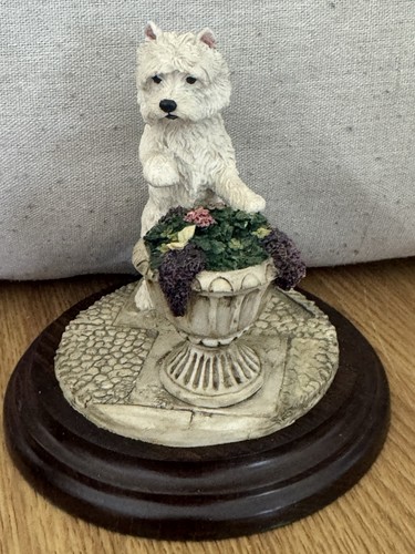 Westie dog west highland - westie,