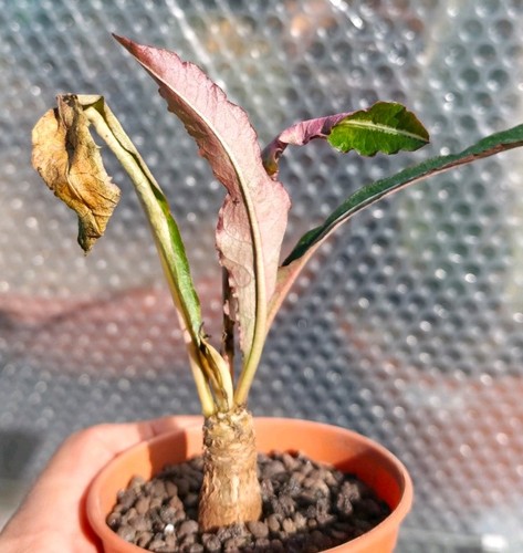 Euphorbia labatii beautiful - euphorbia,