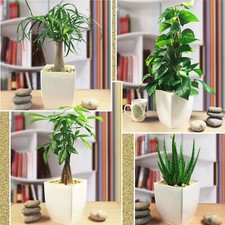 1 Indoor House Plant @ Gloss