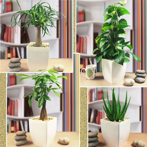 Indoor house plant gloss - house,