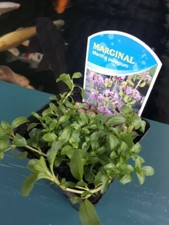 1 x Pennyroyal Mint Mentha