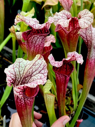 Sarracenia charmaine asbo - charmaine, x