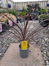 3 x Cordyline Red Australis |