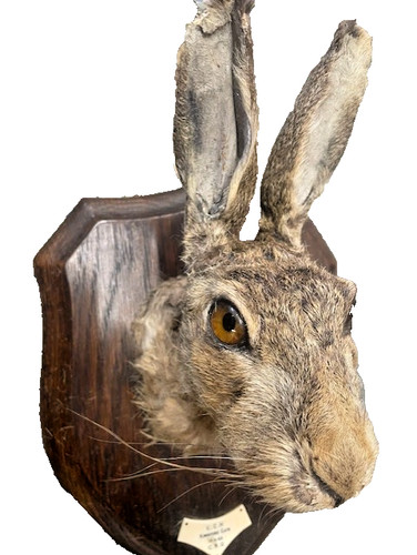 Taxidermy hare mask head wall - taxidermy,