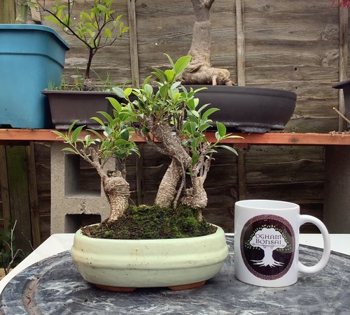 Ficus microcarpa banyan fig - ficus,