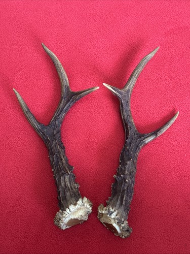 Pair roe deer antlers - pair, of