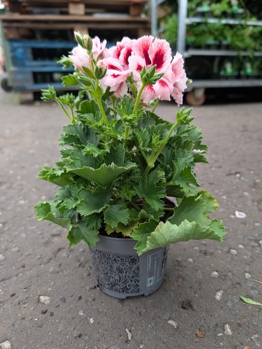 Pink pelargonium plant - pink, |