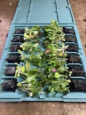 Salad Leaf , Cut And Come Again Plug Plants X18 Letter Box Friendly , video 