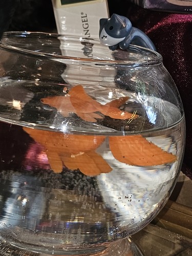Care goldfish add water - no,
