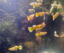 Piece Of Aquarium Plant With A