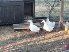 12+ JUMBO PEKING FERTILE DUCK HATCHING EGGS!!!