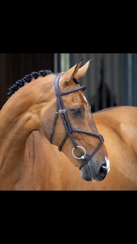Shires velocity grackle bridle - shires,