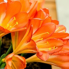 Clivia Miniata Indoor Plant in 13cm Pot - Vibrant Orange Flowering Natal Lily