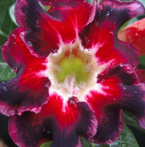 Black santa germinated - black,