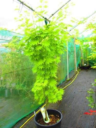 5ft inc pot 25litre - inc.,