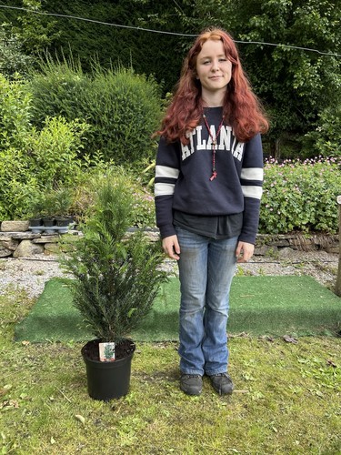 British yew - , baccata