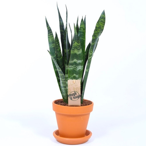 Sansevieria black coral snake - sansevieria,