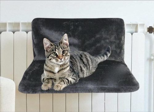 Cat kitten pet animal - cat,