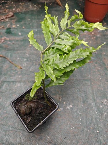 Drynaria rigidula whitei - drynaria,