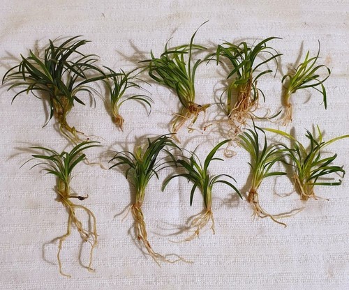 Dwarf mondo grass - dwarf,
