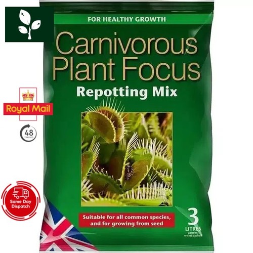Carnivorous plant focus - plant,