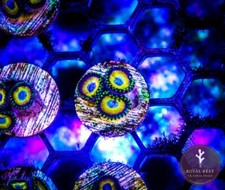 🍳🥚Scrambled Egg Zoa Zoanthid Coral Frag Reef (3+ heads) 🥚🍳