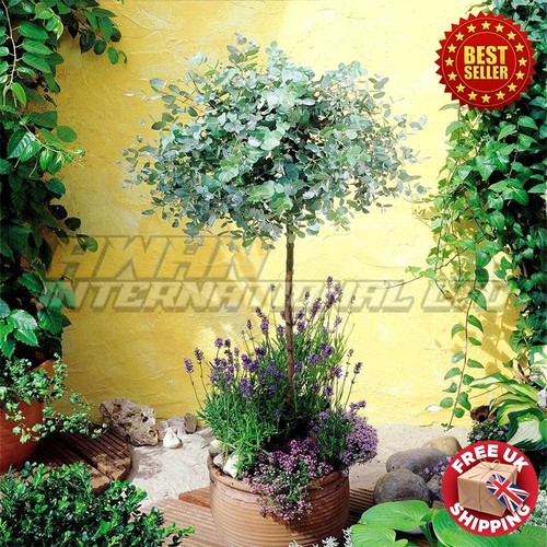 Large eucalyptus tree - eucalyptus,