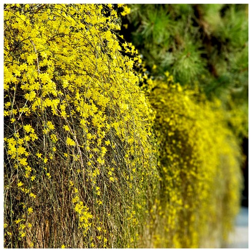 Winter flowered jasmine - jasmine, /