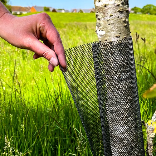 Woodside mesh tree sapling - woodside, &
