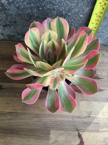 Aeonium goodness - aeonium,