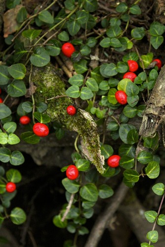 Partridge berry rooted - partridge, 10