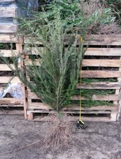 10 x bare root Taxus baccata (English yew) hedging plants 60-80cm tall 5 yr old