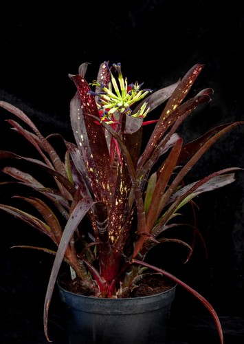 Bromeliad billbergia - bromeliad,