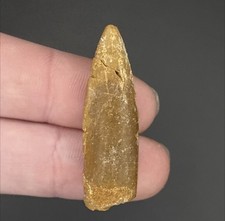Rebbachisaurus Dinosaur Tooth