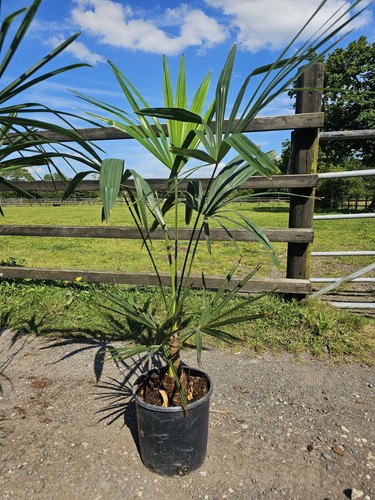 4ft 15 trachycarpus - x, -15