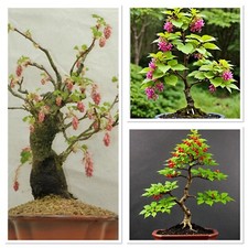 Weeping flowering currant bonsai tree. 3/4 years old. Fully uk hardy easy!