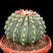 Extra large ferocactus - extra,