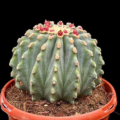 Extra large ferocactus - extra,