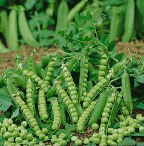 300 pea douce provence seeds - 300,