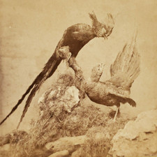 Pheasant Gamebird Taxidermy