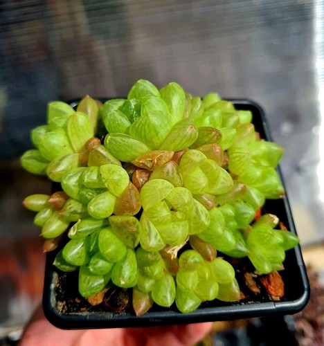 Haworthia cymbiformis var - haworthia,