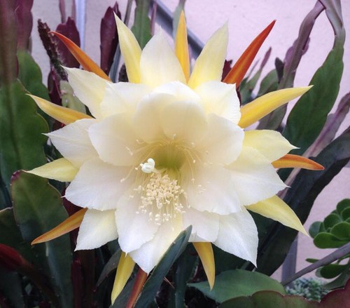 Epiphyllum orchid white - orchid,