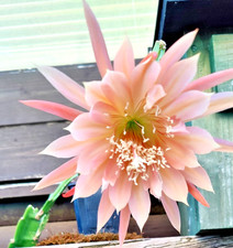 3X Epiphyllum Hybrid rare and
